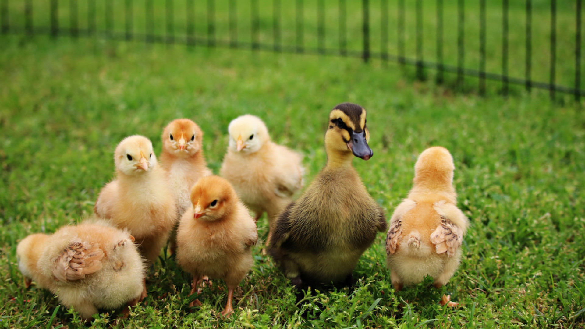 The Hen
